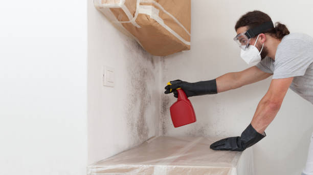 Professional Mold Remediation technician working in Arcadia, MI